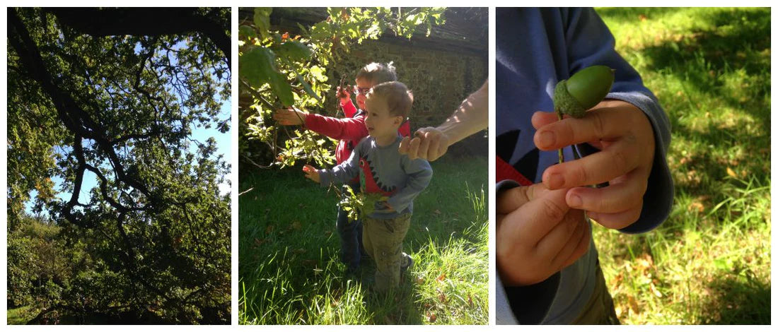 Little Explorers: Acorn Cap Jewels
