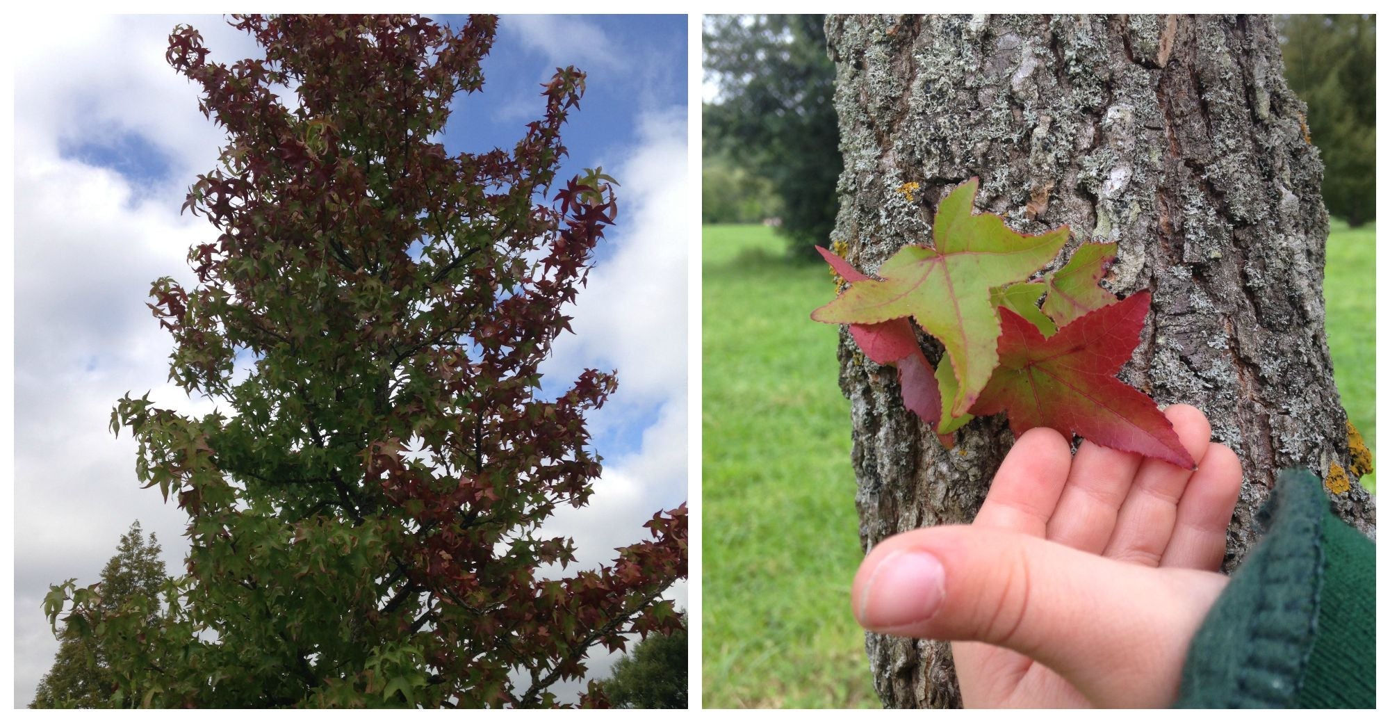 Little Explorers: ‘Turning of the Leaves’ Bowls