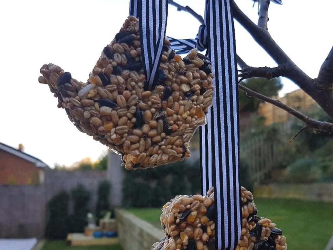 Little Explorers: Bird Feeders