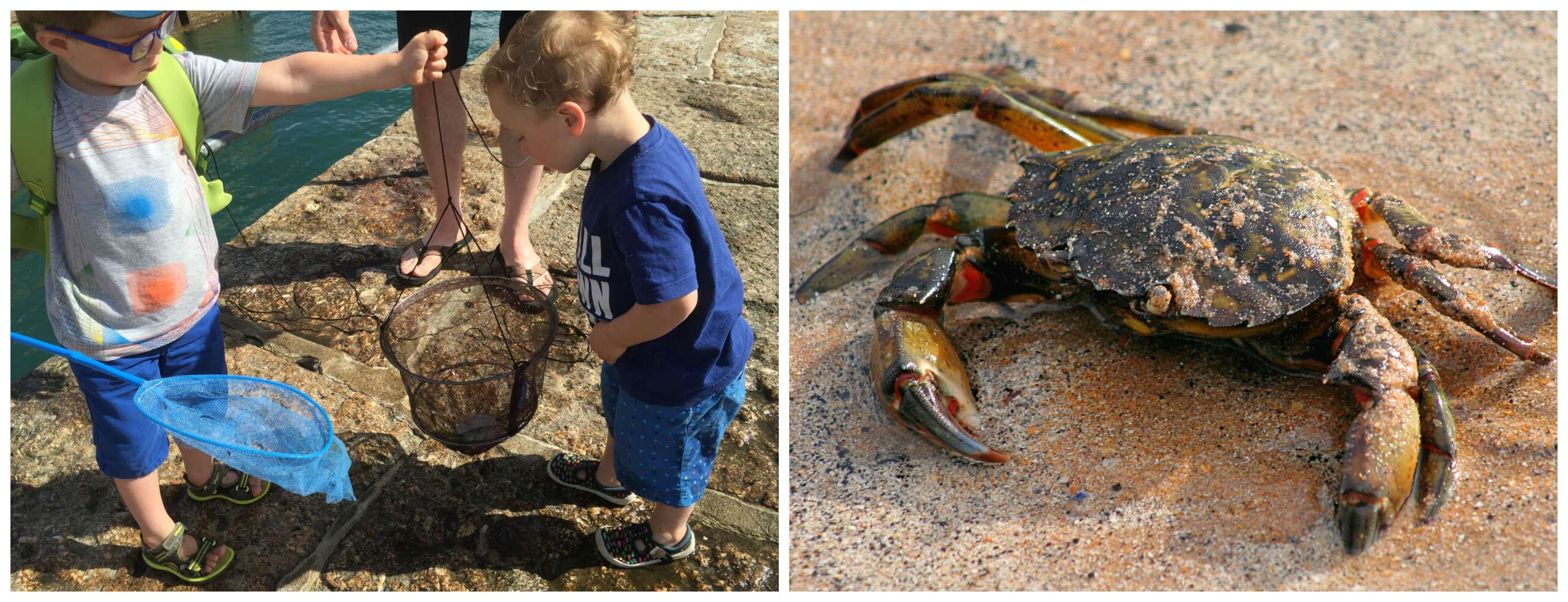 Little Explorers: Go Crabbing!